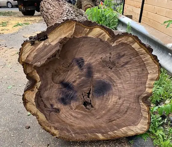 cut cross section of black walnut tree