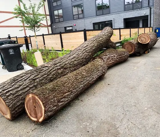 cut trunk of black walnut tree
