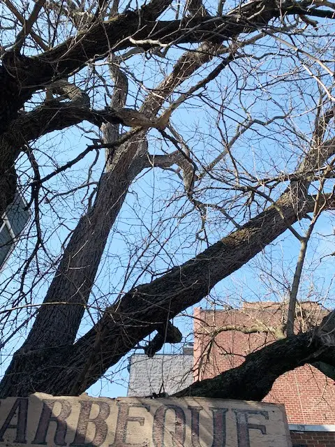 Looking up at black walnut tree above Rocklands Barbeque