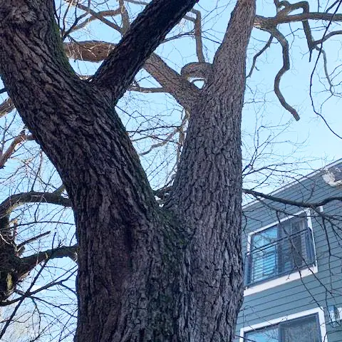 Black walnut tree Wisconsin Avenue
