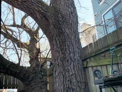 Black walnut tree against the fence