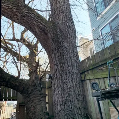 Black walnut tree against the fence