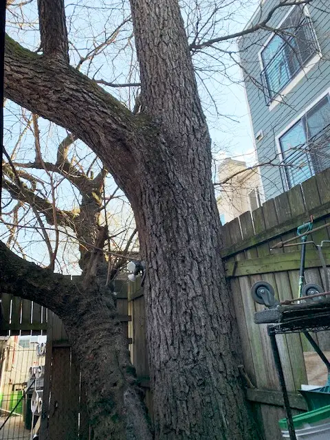 Black walnut tree against the fence