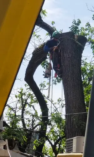 Worker removing walnut tree