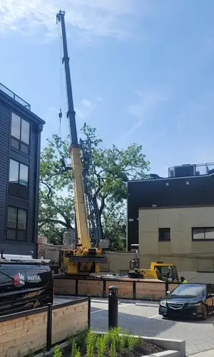 Crane removing black walnut tree