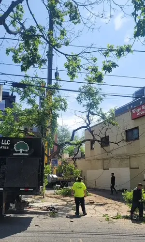 Removal of black walnut tree