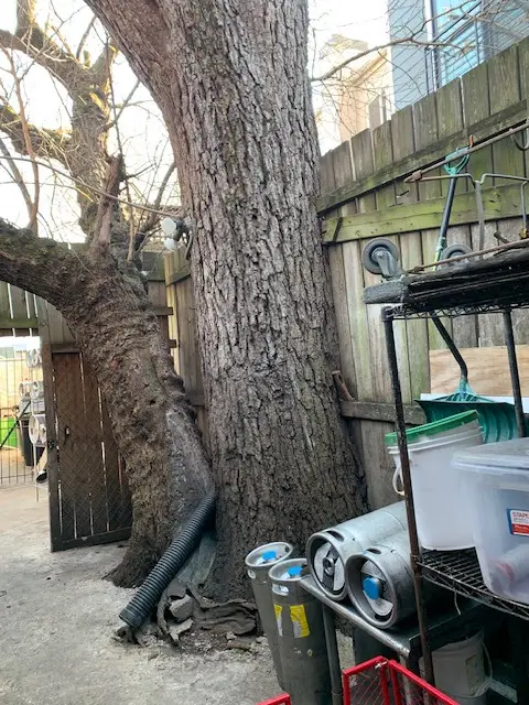 Black walnut tree against the fence